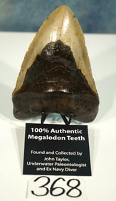 Authentic Record size 6 3/8" Megalodon Prehistoric Shark Collector's Fossil Tooth
