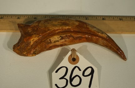 Authentic Spinosaur Dinosaur Fossil Hand Claw