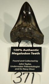 Beautiful 4 1/2" Highly Polished Megalodon Fossil Tooth with Display Stand
