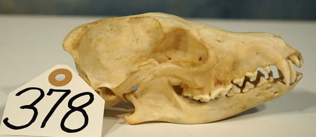 Complete Red Fox Skull Taxidermy