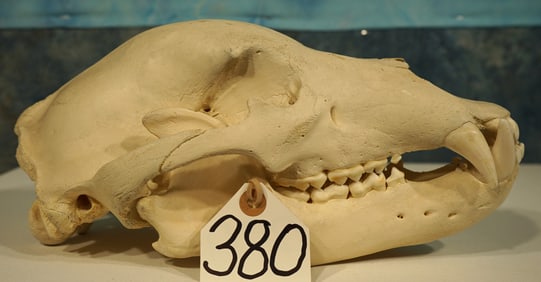 Complete Black Bear Skull Taxidermy