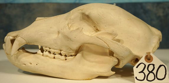 Complete Brown Bear Skull Taxidermy