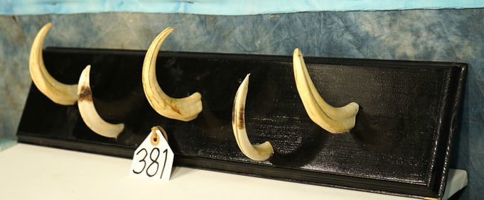 Cool! Warthog Tusk Hat Hanger Taxidermy