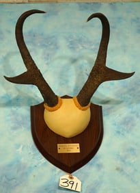 B & C 82 net Record Pronghorn Antelope Horns on Plaque Taxidermy