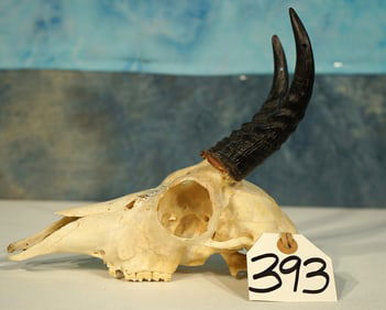 African Mountain Reedbuck Antelope Skull Taxidermy