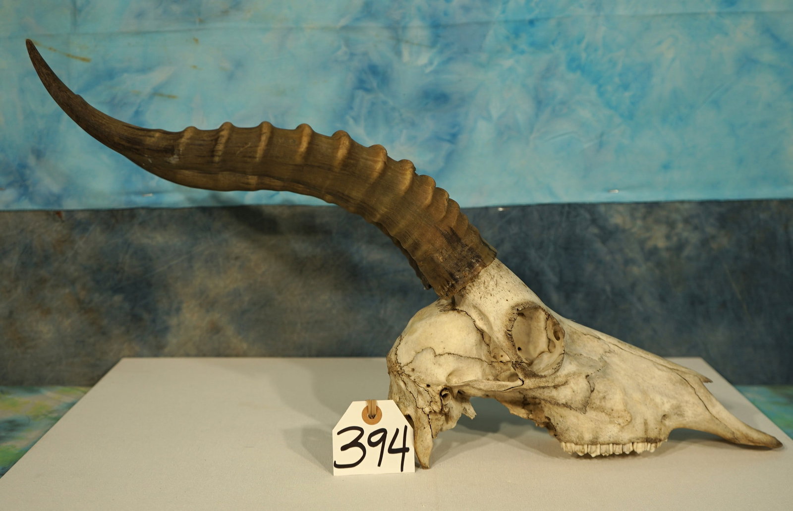 African White Blesbuck Antelope Skull Taxidermy: This is also a Record Book White Blesbuck Skull. The skull and horns are in good condition.