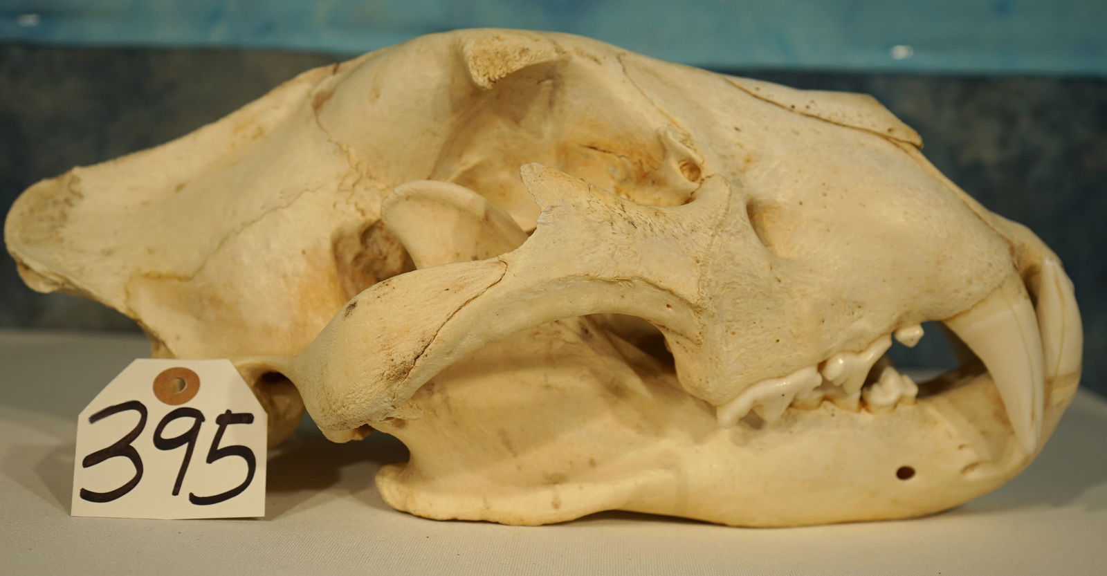 Large African Male Lion Complete Skull Taxidermy **Texas Residents Only!** (1 of 4)