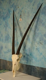 African Gemsbuck Antelope Skull Taxidermy