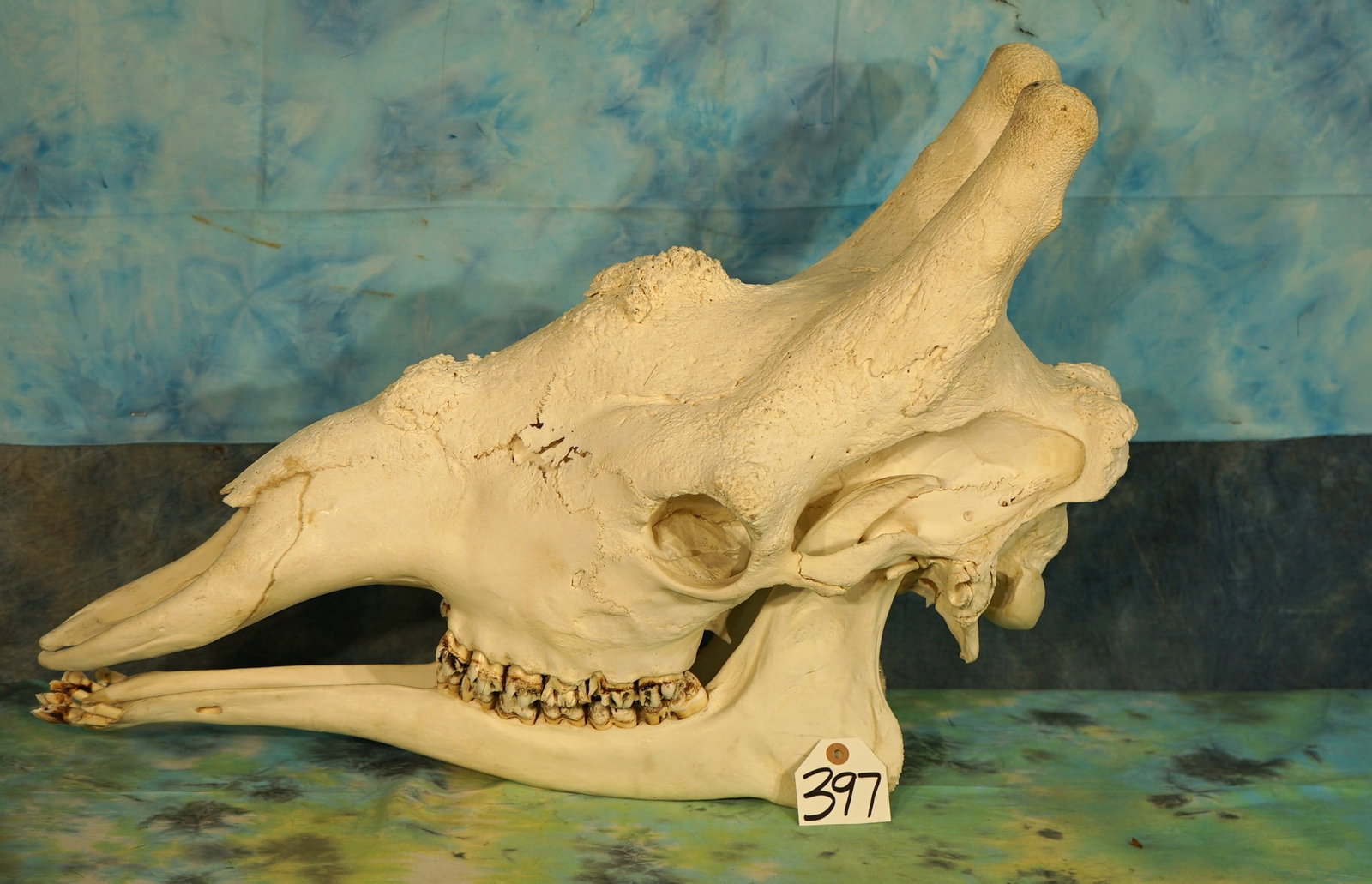 Complete Giraffe Skull Taxidermy: This skull is clean, and it is in excellent condition. All teeth are present. This skull is from a large Bull.