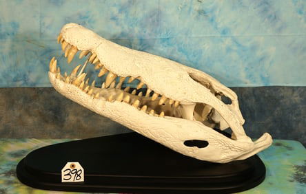 Complete African Nile Crocodile Skull on Panel Taxidermy **U.S. Residents Only!**