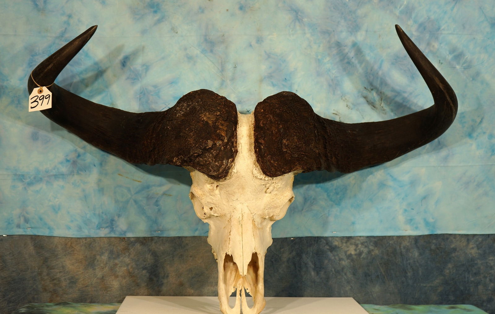 African Cape Buffalo Record Class 43 3/4" Skull Taxidermy (1 of 6)