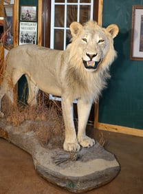 Good Quality African Lion Full Body Taxidermy Mount in Habitat **Texas Residents Only!**