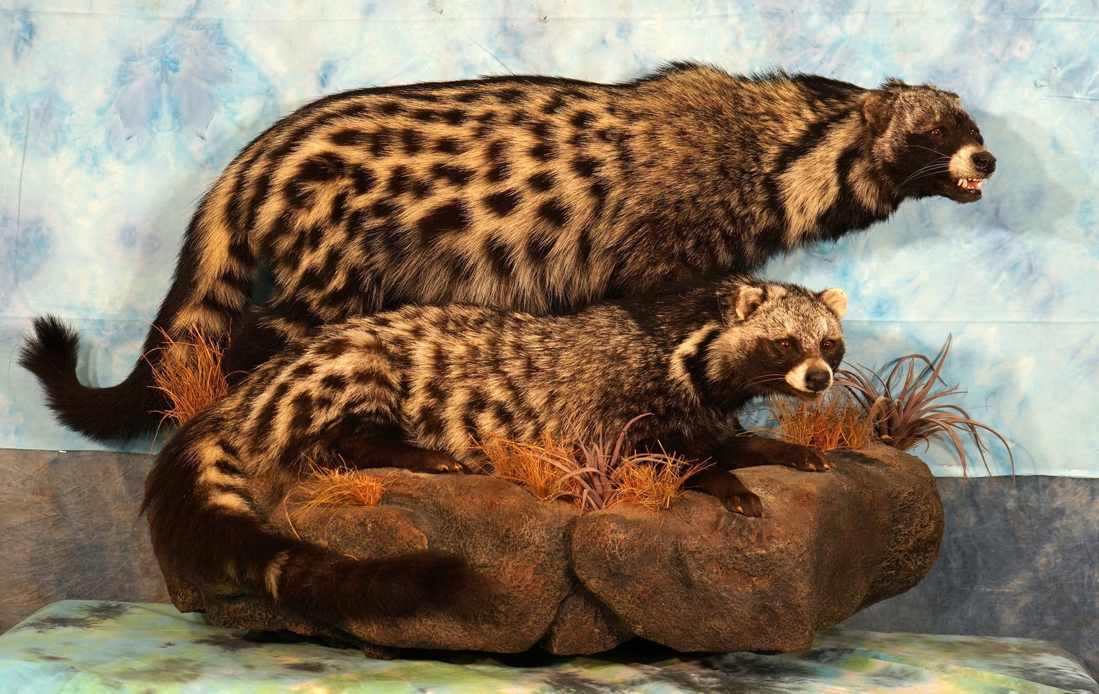 Awesome! Pair of Male & Female African Civet Cats Mounted on Natural Habitat Base Taxidermy Mount: These mounts are clean and both are in mint condition. Both Cats are full grown, and have excellent detail. The markings are beautiful, and these mounts are very lifelike with good expression. The hab