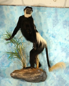Stunning East African Colobus Monkey Full Body Mount in Habitat Taxidermy