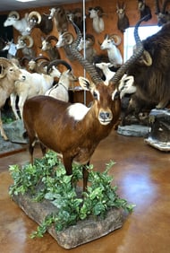 Rare! #4 All Time SCI Record Book African Nile Lechwe Full Body in Habitat Taxidermy Mount