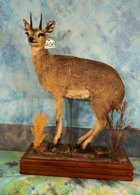 African Klipspringer Pygmy Antelope Full Body Taxidermy Mount in Habitat