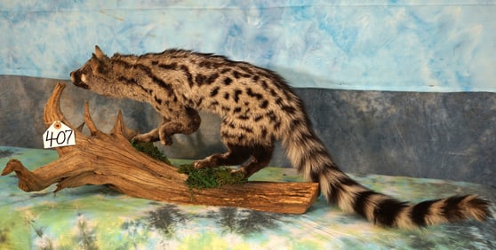 Beautiful African Genet Cat Full Body Taxidermy Mount