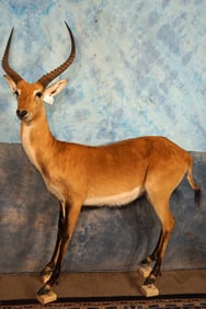 African Red Lechwe Swamp Antelope Full Body Taxidermy Mount  **Texas Residents Only!**