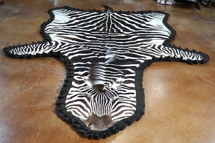 Beautiful! Padded & Double Felted Zebra Taxidermy Rug Mount