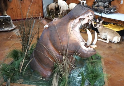 African Hippo Shoulder Pedestal Taxidermy Mount  in Natural Habitat Scene