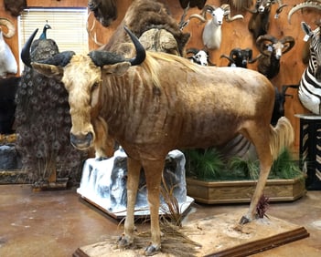 African Golden Wildebeest Full Body Taxidermy Mount