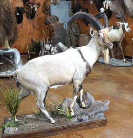 Full Body Persian Ibex in Habitat Taxidermy Mount
