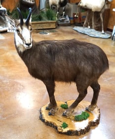 Full Body Alpine Chamois Taxidermy Mount