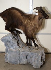 Full Body Himalayan Tahr in Habitat Taxidermy Mount