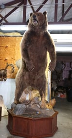 Wow!! Ex-Large 10ft. 4/12" Standing Russian Brown Bear in Habitat Taxidermy Full Body Taxidermy