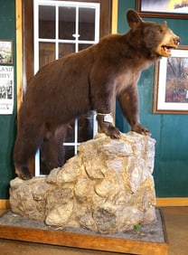 Beautiful High Quality Cinnamon colored Black Bear in Habitat Full Body Taxidermy Mount
