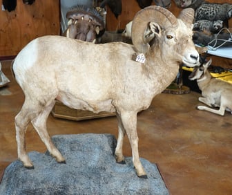 Full Body Rocky Mountain Bighorn Sheep Taxidermy Ram Mount