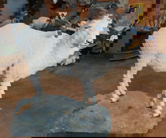 Full Body Alaskan Dall Sheep Taxidermy Ram Mount