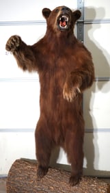Standing Cinnamon colored Black Bear Full Body Taxidermy Mount