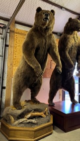 WOW!! Extra Large 10ft. &  2 1/2" Standing Alaskan Brown Bear on Natural Habitat Base Full Body