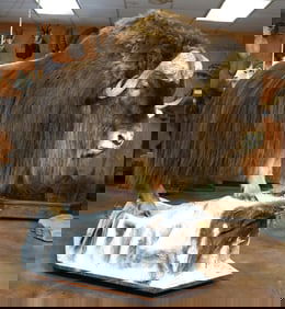 Record Class Barren Ground Muskox Full Body Taxidermy Mount in Natural Habitat