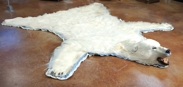 Gorgeous Legal Pre-ban Polar Bear Rug High Quality Taxidermy Mount
