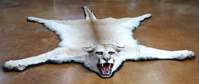 Beautiful Mountain Lion Rug Taxidermy Mount
