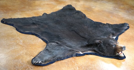Awesome 7ft. Quality Large Black Bear Rug Taxidermy Mount