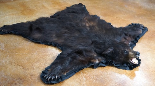 Very Nice Double Felted Black Bear Rug Taxidermy Mount