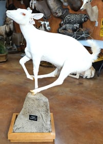 Rare! Albino Whitetail Deer called "Snow Flake" Full Body Taxidermy Mount