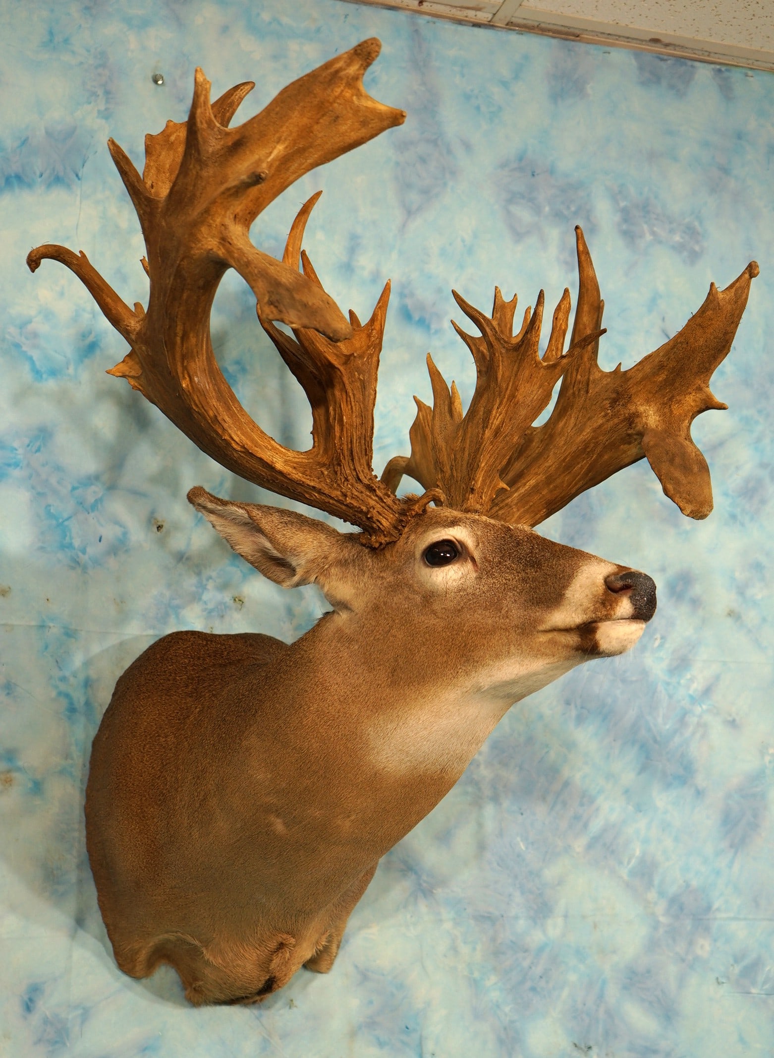 282 7/8" gross 38pts. Whitetail Deer Shoulder Taxidermy Mount (1 of 5)