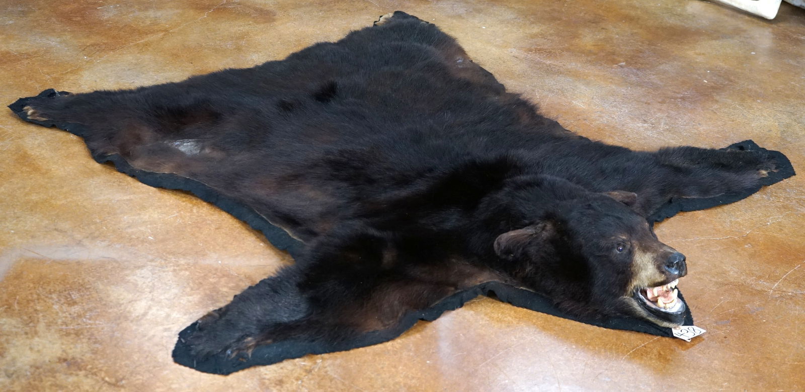 Very Nice Black Bear Rug without Claws Taxidermy Mount: This Rug is clean and it is in very good condition. From the nose to a straight line drawn between the edge of the back feet, measures 6 feet long. From Front Paw across to the? other Front Paw, is 5