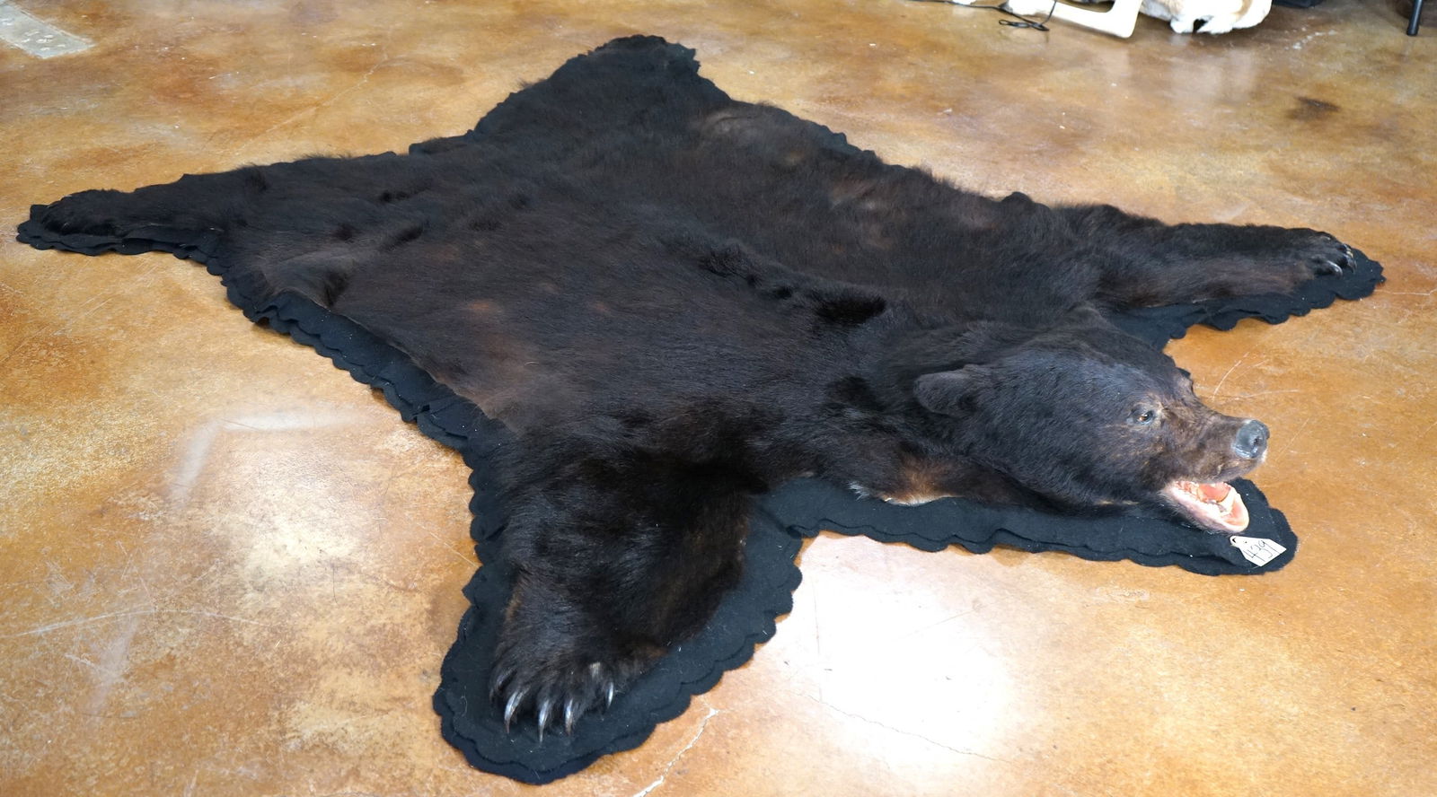 Extra Large Double Felted Black Bear Rug Taxidermy Mount (1 of 5)