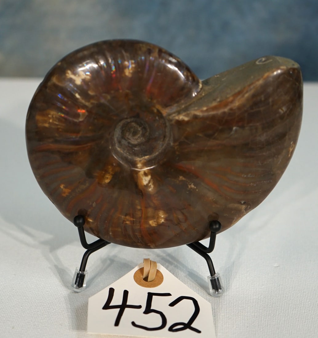 Beautiful Highly Polished Canadian Ammonite Prehistoric Fossil Shellfish: This shiny Ammonite displays beautiful and multiple iridescent colors. It measures 5 1/2" x 5 1/4". This one is in excellent condition and comes with a good display stand.