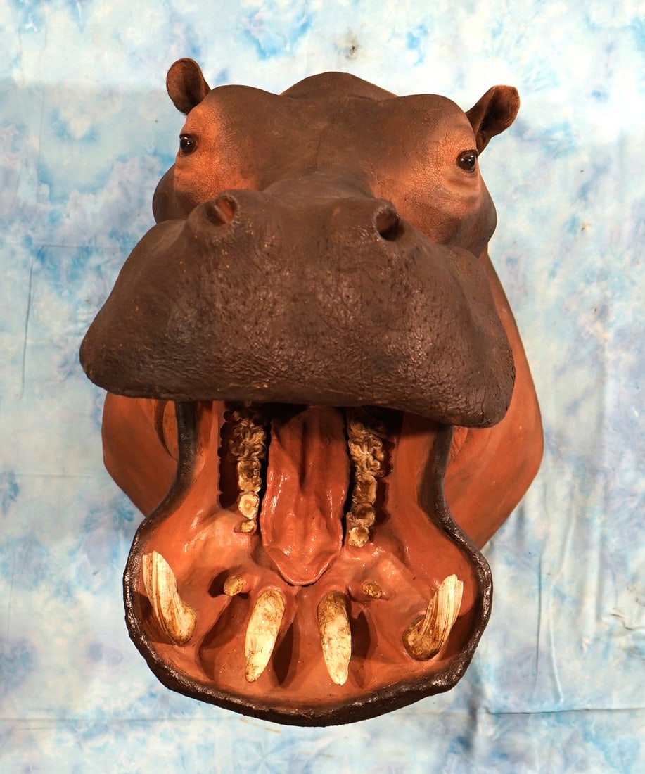 Super Cool! African Real Skin & Tusk Hippo Shoulder Taxidermy Mount: This mount is clean and excellent condition. This is an average size Bull, with the real teeth and tusk. The taxidermy quality of this mount is excellent, and this Hippo grades a very high 9.85.
