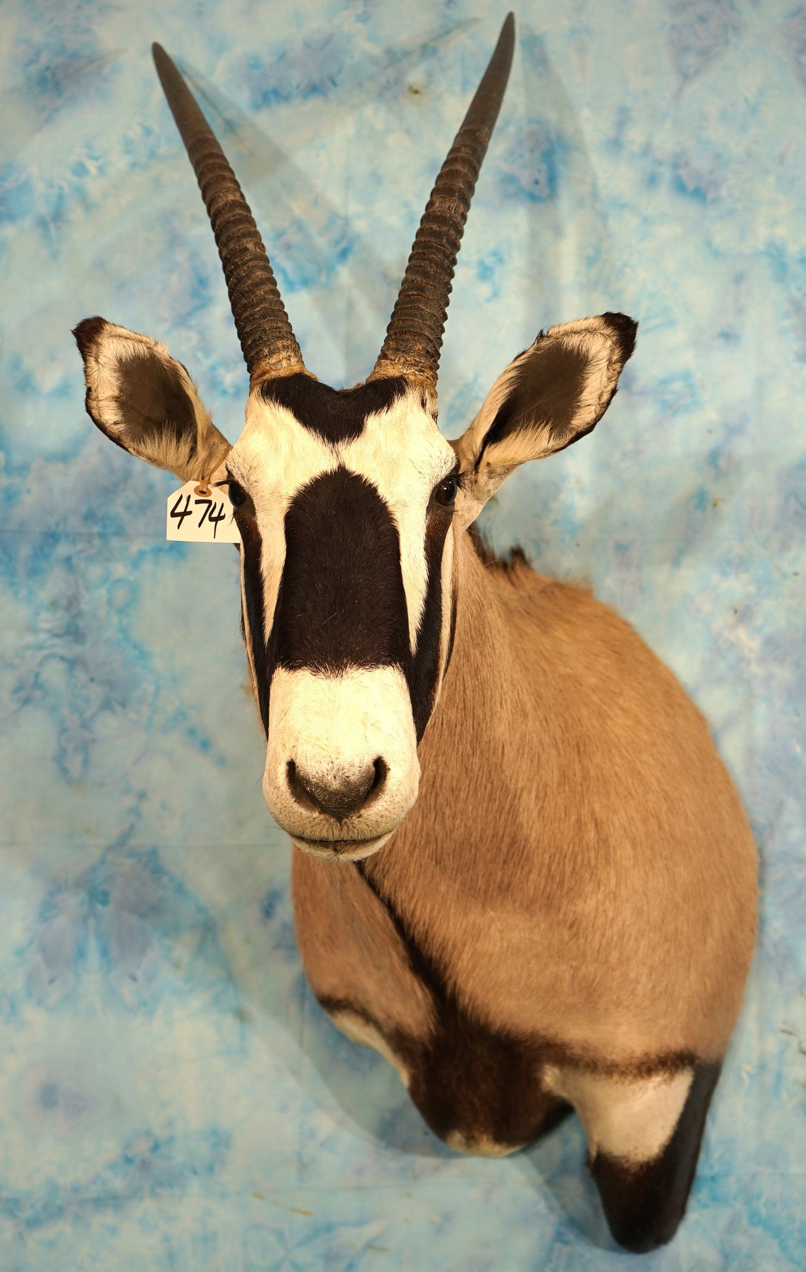 African Kalahari Gemsbuck Antelope Shoulder Taxidermy Mount (1 of 4)
