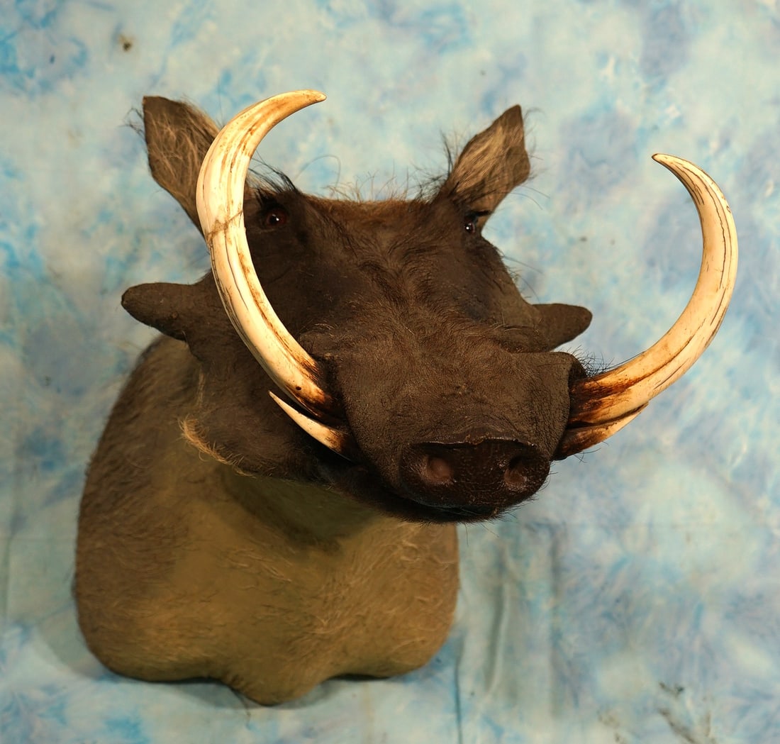 Record Class Warthog Boar Shoulder Taxidermy Mount: This mount is clean and in excellent condition. One of the tusk on his right side was broke off, or shot off. This was repaired with the piece of another Warthogs tusk. Had the original tusk not broke
