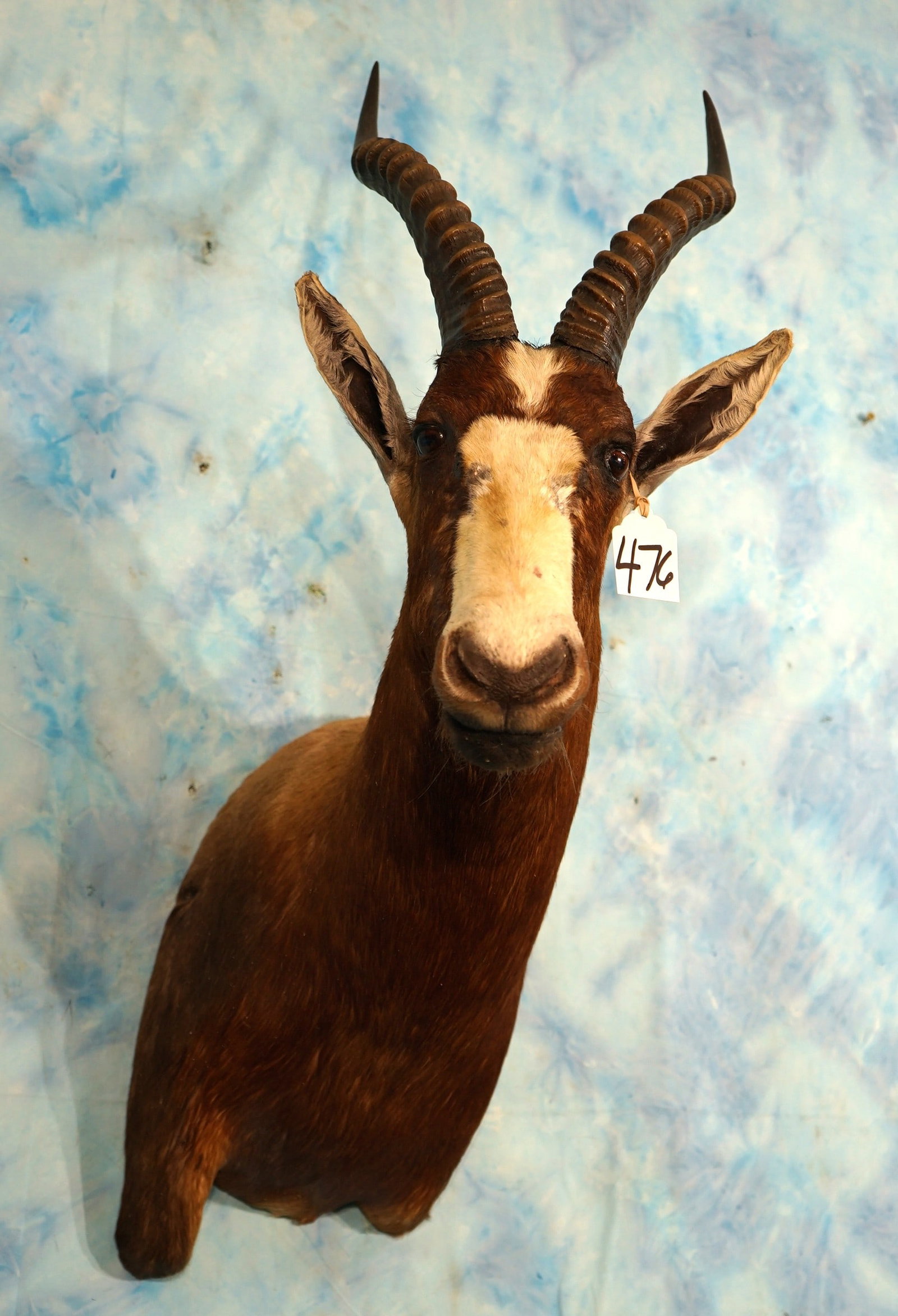 African Blesbuck Antelope Shoulder Taxidermy Mount: This mount is clean, and in excellent condition. This is a good size and mature Buck. The taxidermy quality is excellent and this mount grades a high 8.85.