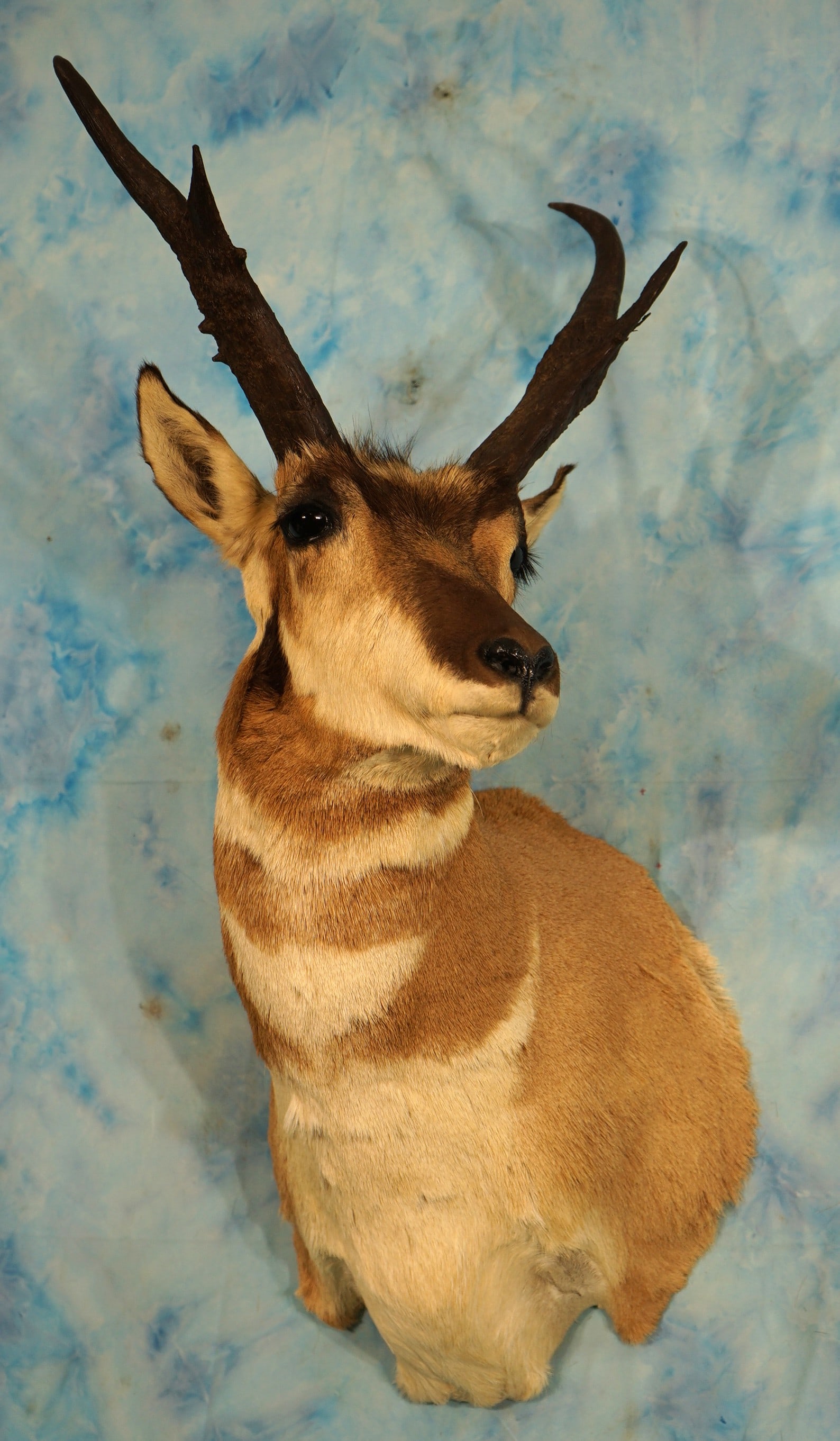 Big Excellent Quality Pronghorn Antelope Shoulder Taxidermy Mount (1 of 4)