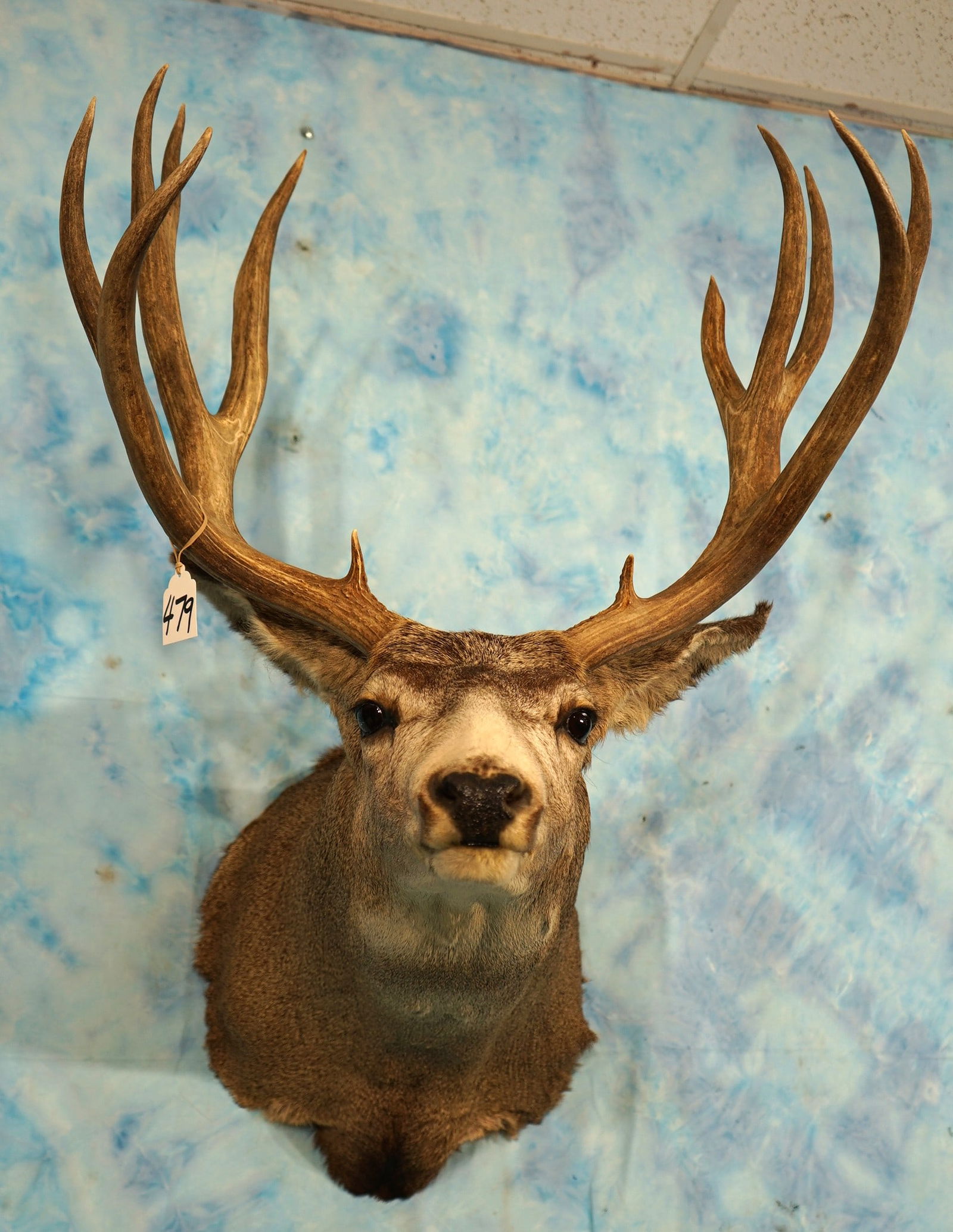 Very Nice 5 x 5 Mule Deer with Browtines Shoulder Taxidermy Mount (1 of 3)
